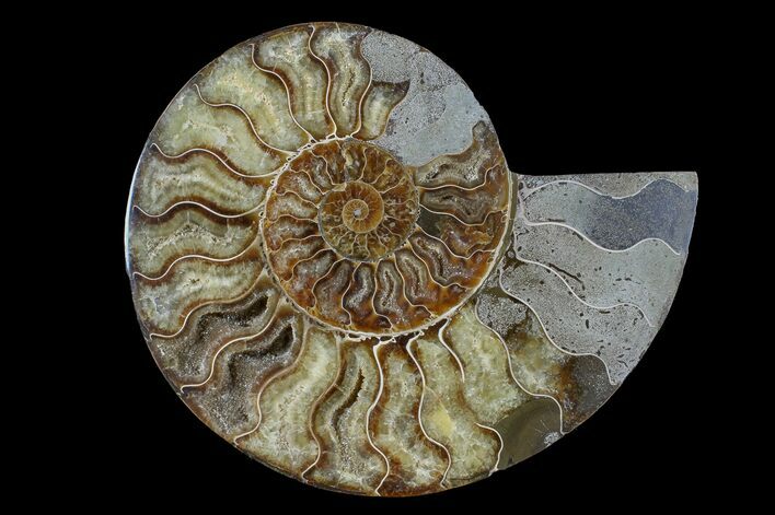 Cut & Polished Ammonite Fossil (Half) - Madagascar #166951